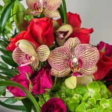 Load image into Gallery viewer, Designer's Choice RED