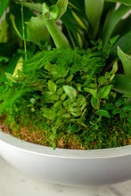 Load image into Gallery viewer, Custom Dish Garden Premium