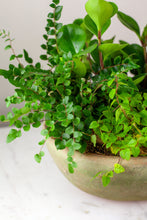 Load image into Gallery viewer, Custom Dish Garden Deluxe