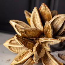 Load image into Gallery viewer, Dried Star Pod