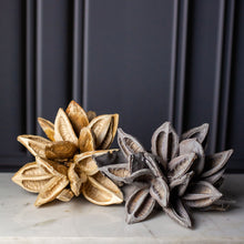 Load image into Gallery viewer, Dried Star Pod