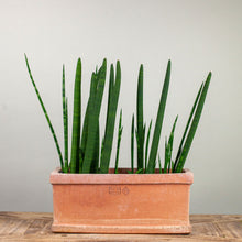 Load image into Gallery viewer, Cassetta Liscia due Bordi - 14"