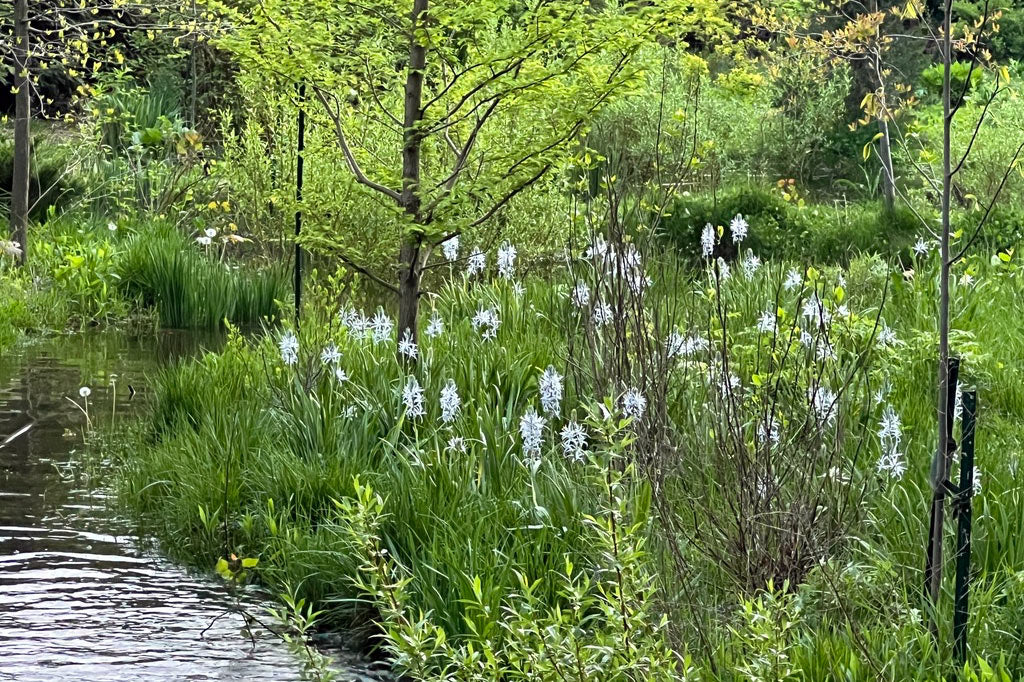 May in the Spring Garden