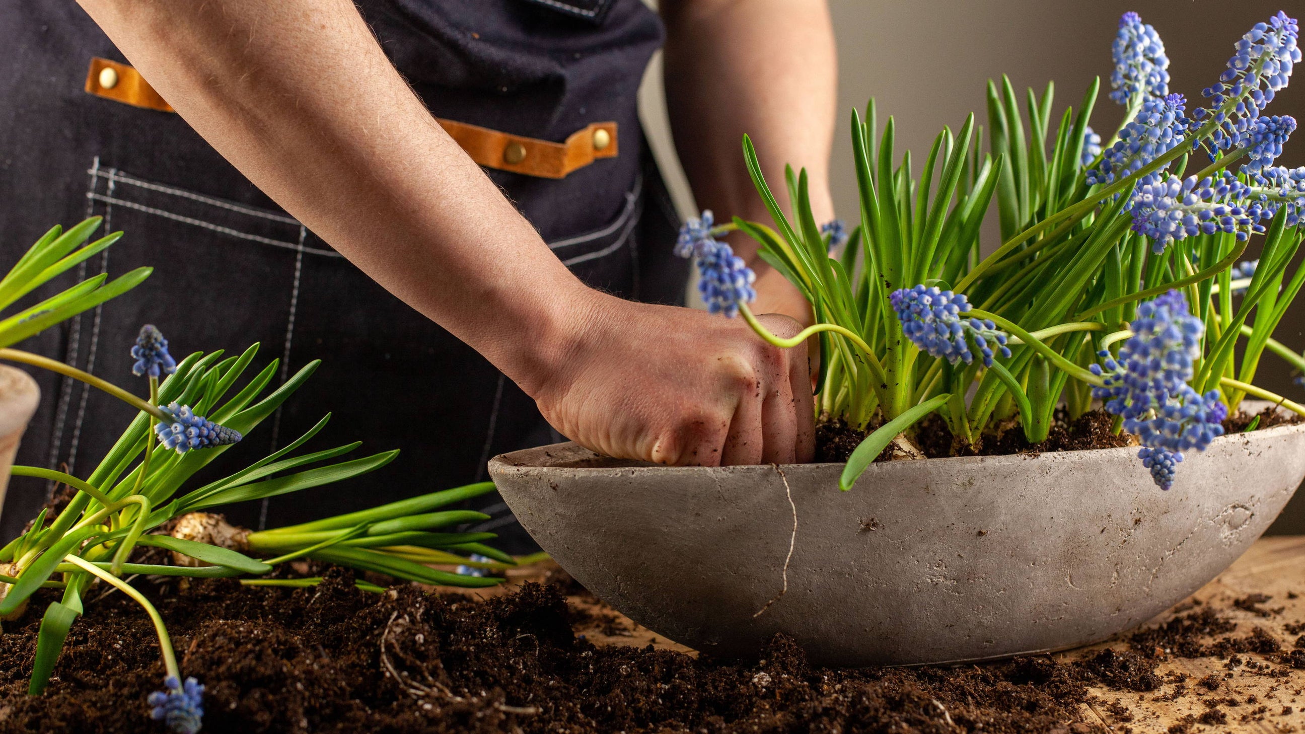 Spring Indoors with Potted Bulbs