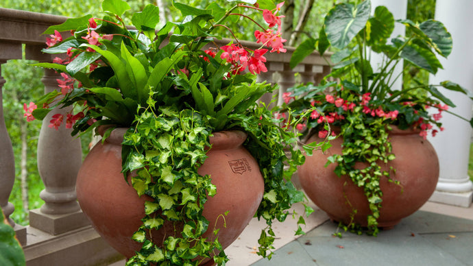 Room to Bloom: Summer Container Plantings