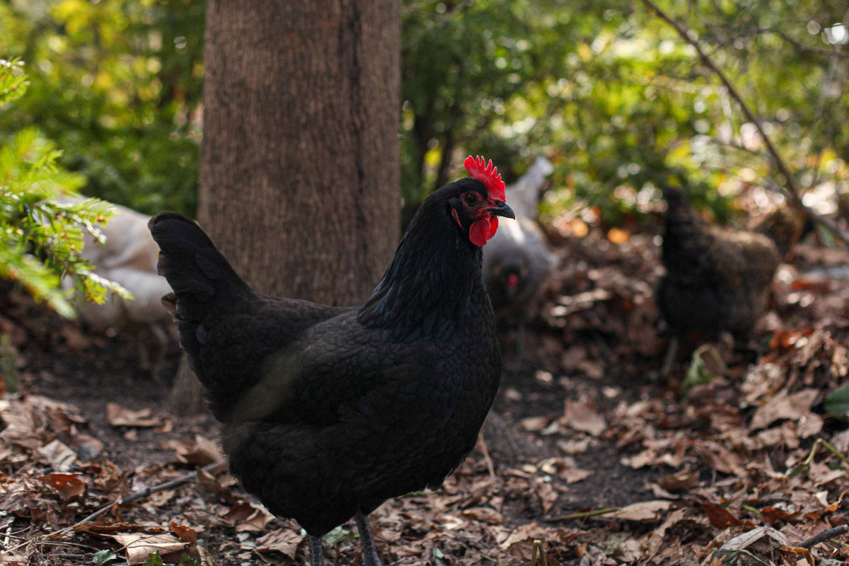 The Chicken Girl Gang Turns One! – fleurdetroit