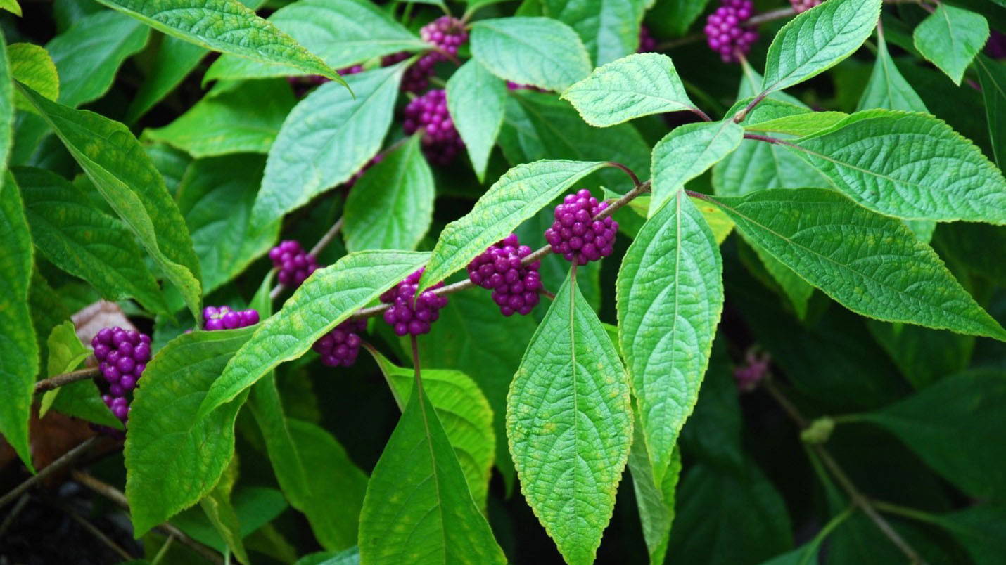 Callicarpa—the Ziggy Stardust of the Garden