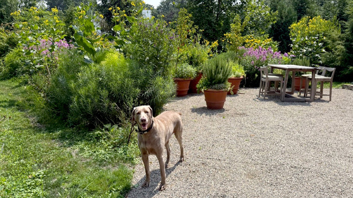 August’s Pollinator Paradise