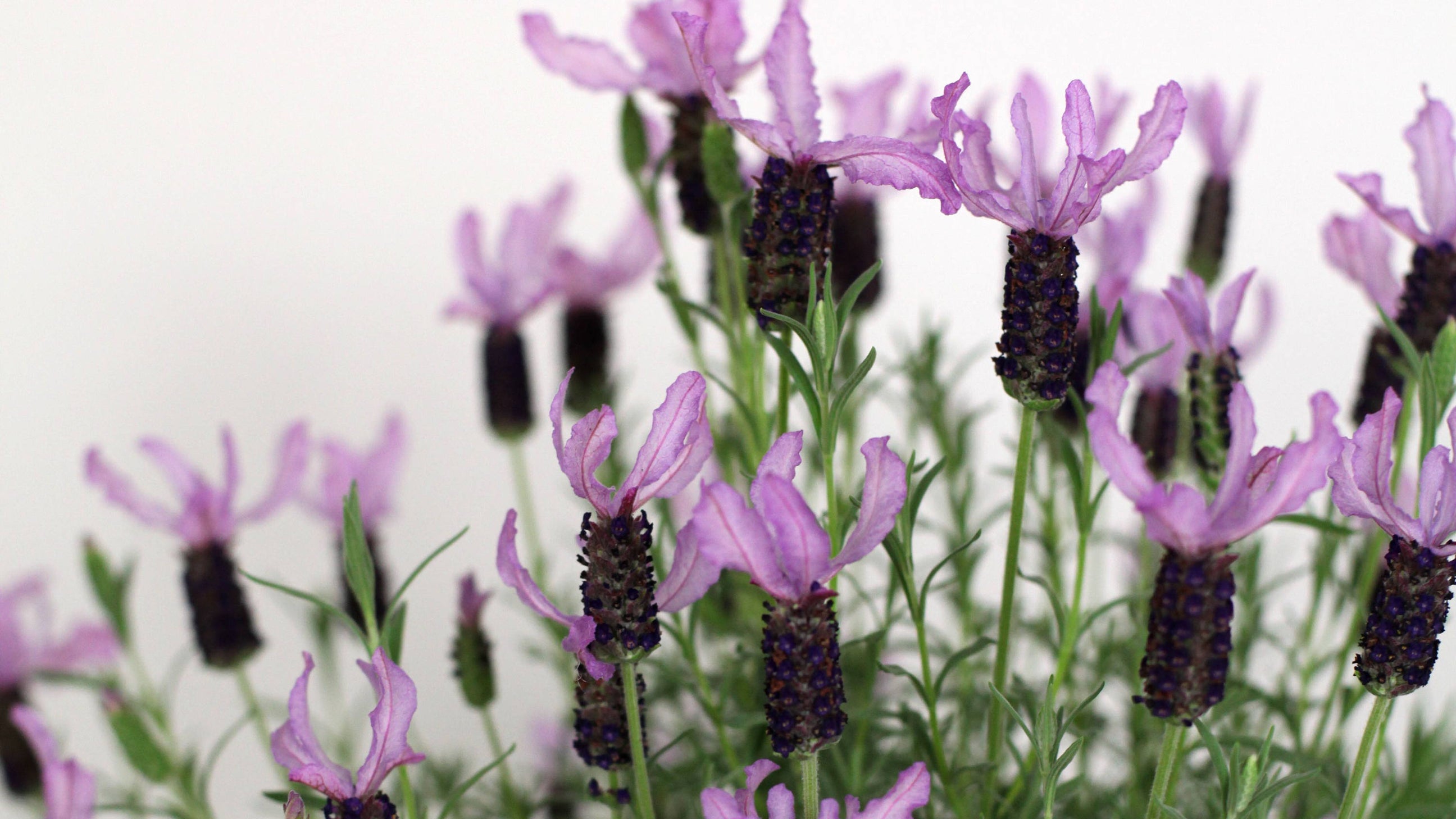 Lavender for Love and Relaxation