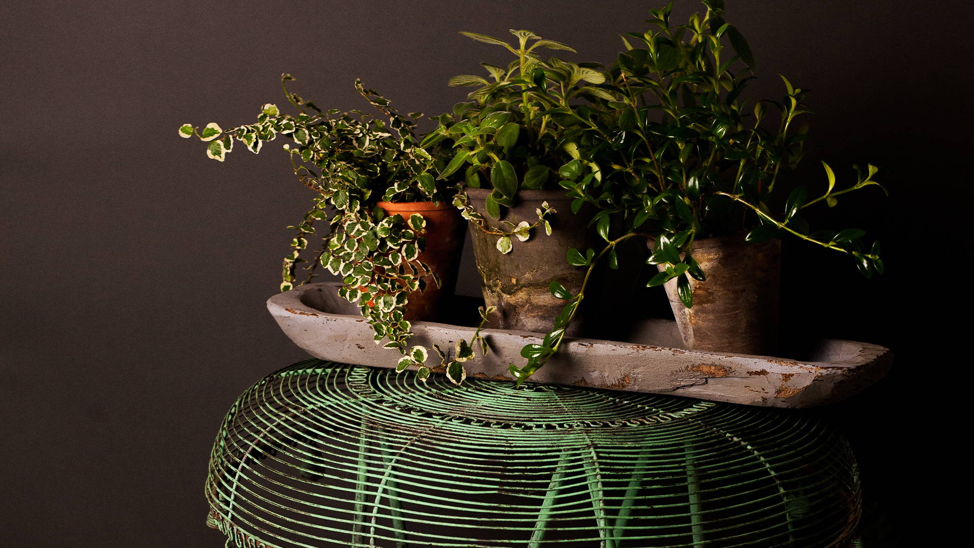 Prepping your Houseplants Before Traveling