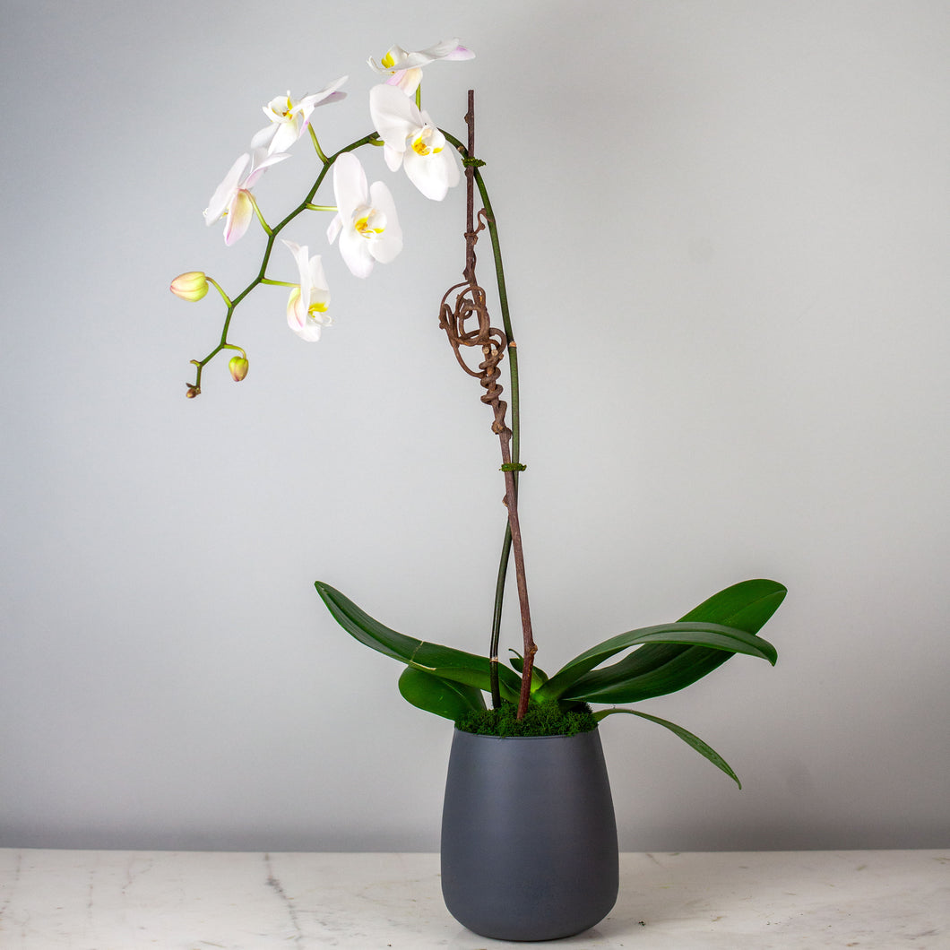 Stunning White Waterfall Orchid Classic