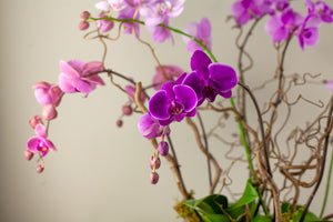 Designer's Choice Luxe Orchids