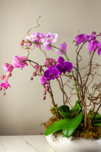 Load image into Gallery viewer, Designer&#39;s Choice Luxe Orchids
