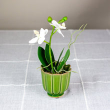 Load image into Gallery viewer, Green Freya Mini Ceramic Scalloped Pot with Faux Orchid
