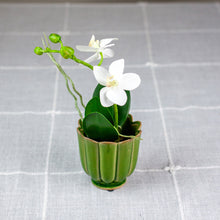 Load image into Gallery viewer, Green Freya Mini Ceramic Scalloped Pot with Faux Orchid
