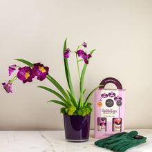 Load image into Gallery viewer, Speciality Orchid and Essential Care Kit
