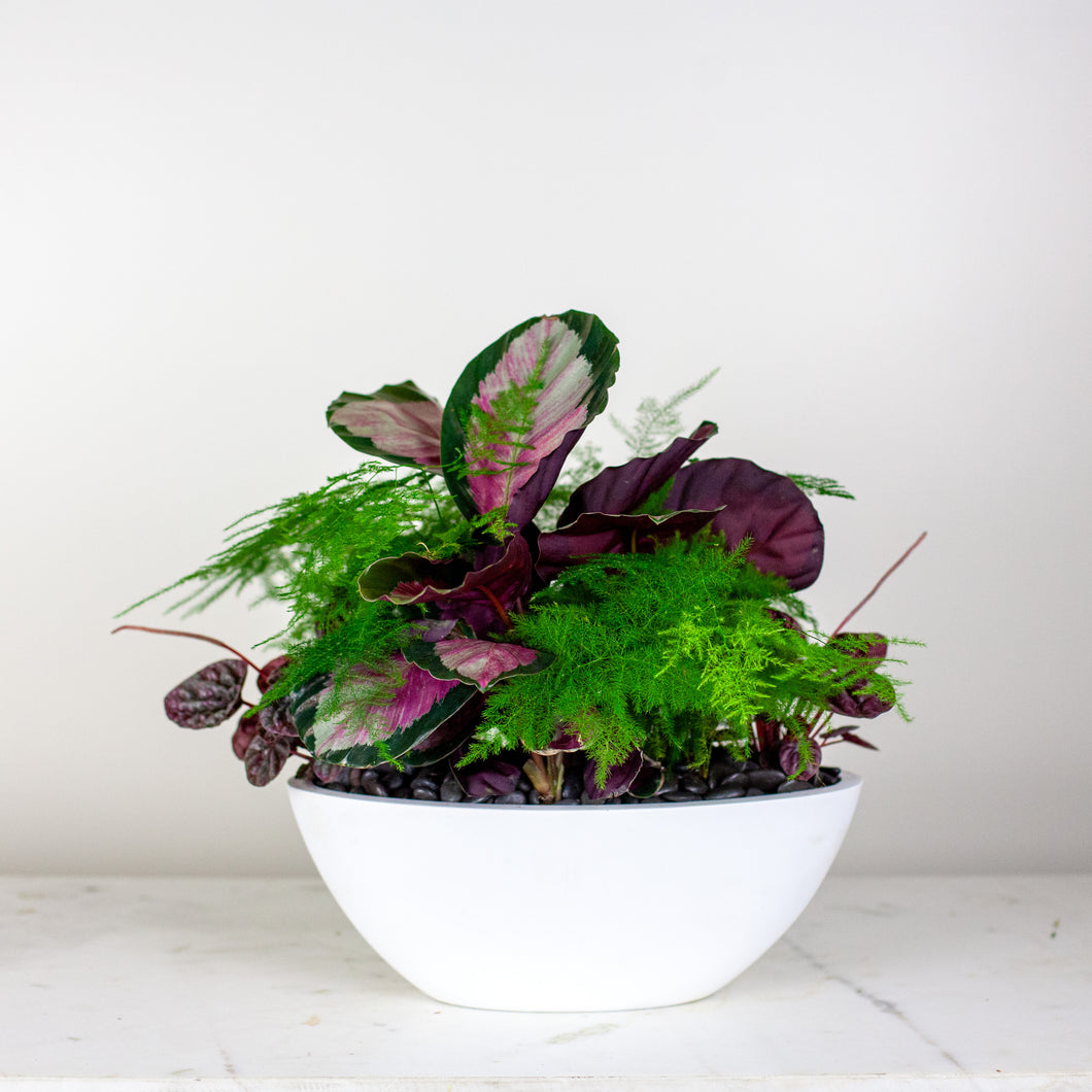 Custom Dish Garden Classic