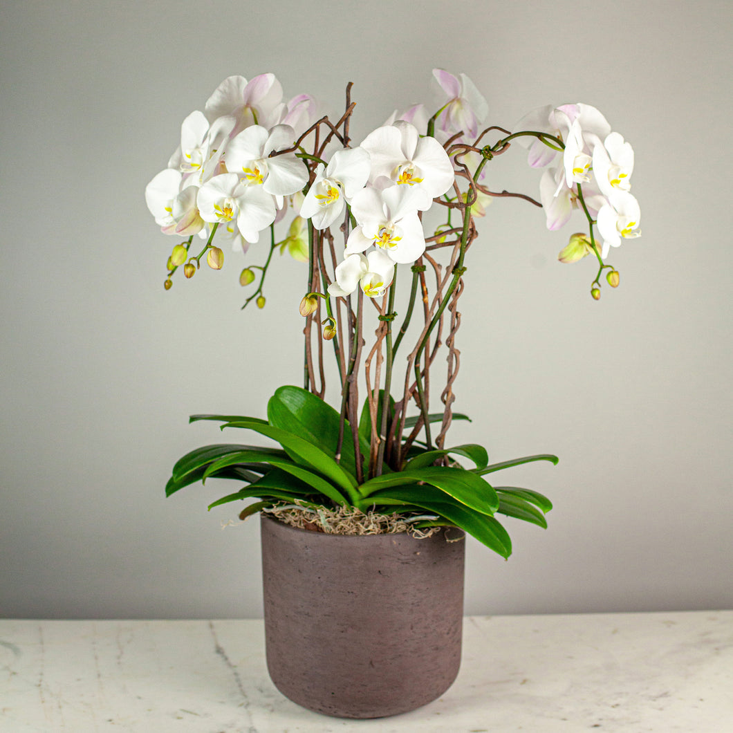 Stunning White Waterfall Orchids Premium