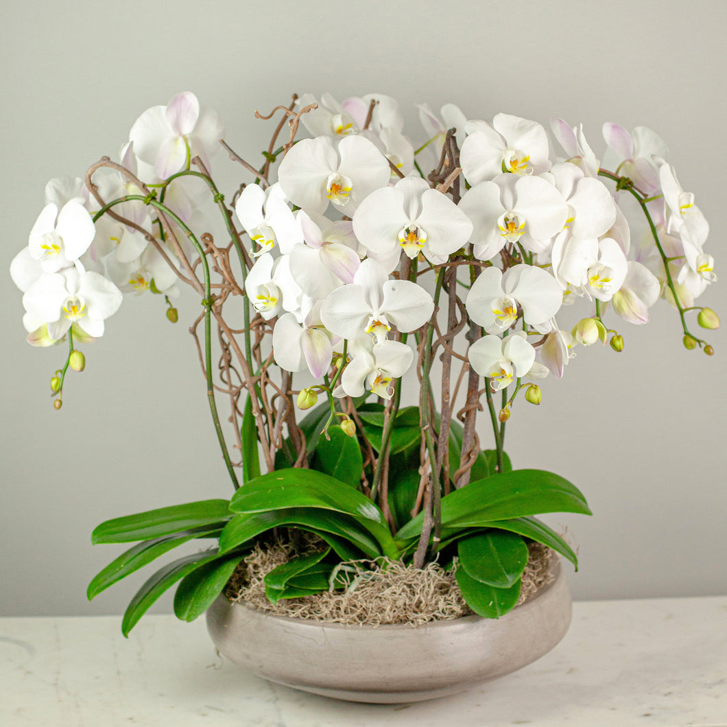 Designer's Choice Luxe Orchids