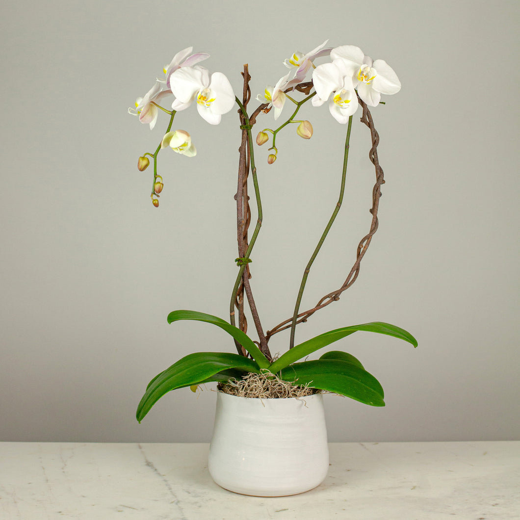 Stunning White Waterfall Orchids Deluxe