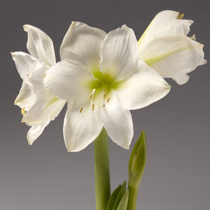 Holiday Surprise Amaryllis Trough