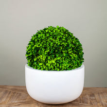 Load image into Gallery viewer, Preserved Boxwood Sphere
