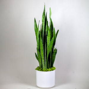 Sansevieria