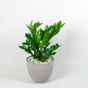 ZZ Plant