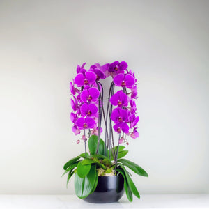 Stunning Purple Waterfall Orchids Premium