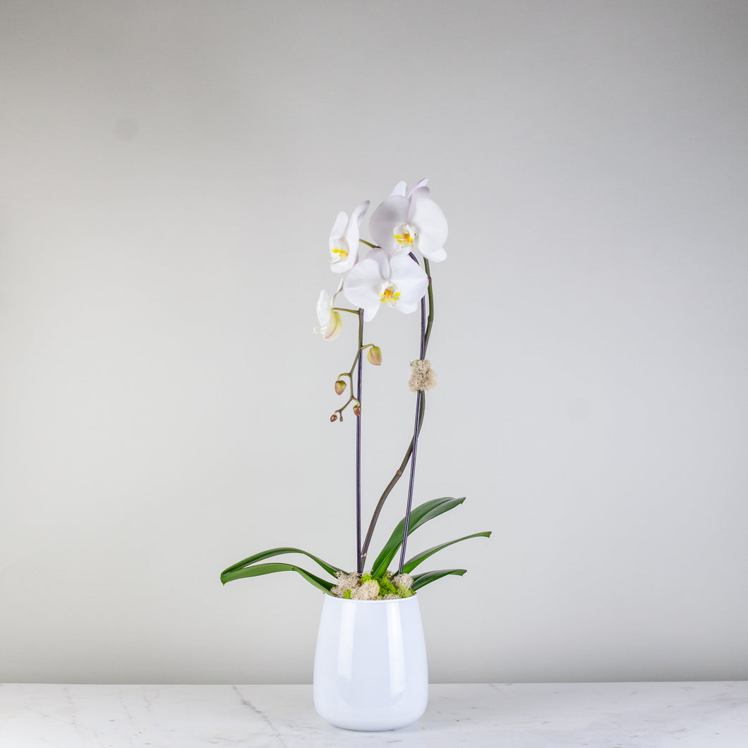 Stunning White Waterfall Orchid Classic