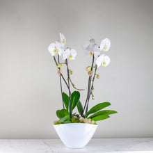 Load image into Gallery viewer, Stunning White Waterfall Orchids Deluxe
