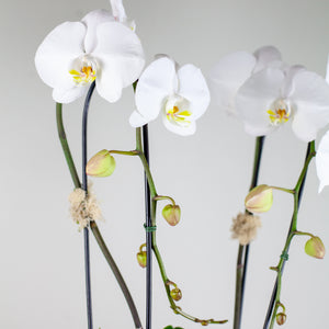 Stunning White Waterfall Orchids Deluxe
