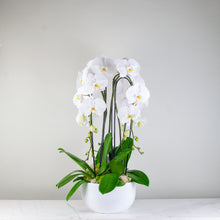 Load image into Gallery viewer, Stunning White Waterfall Orchids Premium

