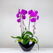 Load image into Gallery viewer, Stunning Purple Waterfall Orchids Deluxe

