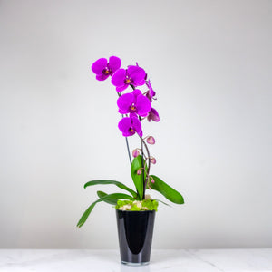 Stunning Purple Waterfall Orchid Classic
