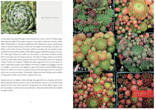 Load image into Gallery viewer, Sempervivum: A Gardener&#39;s Perspective of the Not-So-Humble Hens-and-Chicks
