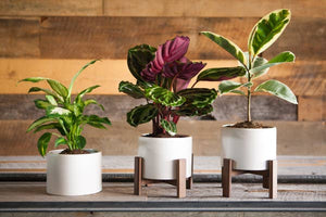 Mid-Century Inspired Table-Top Planter